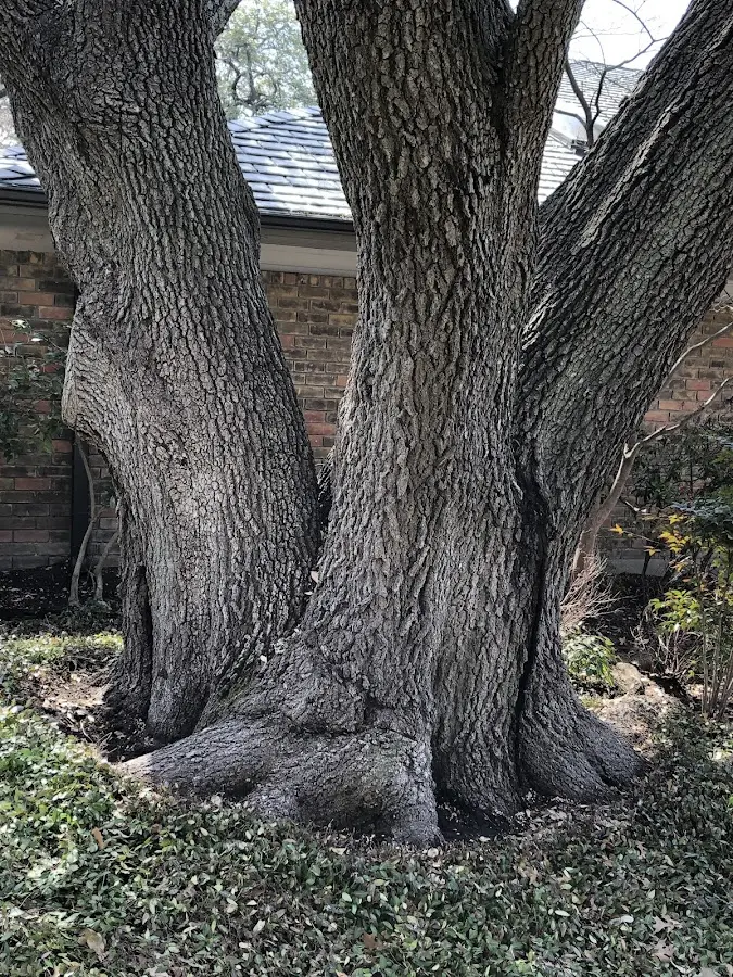 Mature heritage tree close to a Chappell Hill property cared for by certified arborists